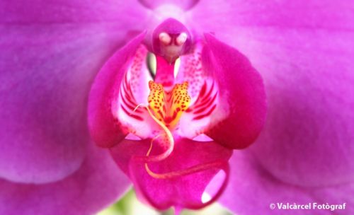 Fotografia de Valcrcel, fotgraf - Galeria Fotografica: Fotos para libros de texto de primaria - Foto: 