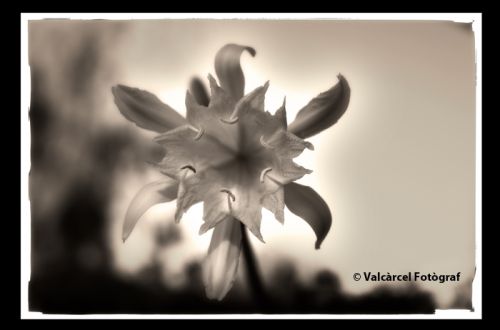 Fotografia de Valcrcel, fotgraf - Galeria Fotografica: Fotos para libros de texto de primaria - Foto: 