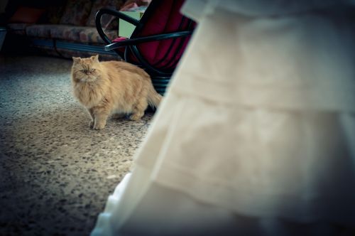 Fotografia de Miguel Angel Fotografos - Galeria Fotografica: Fotos bodas - Foto: 