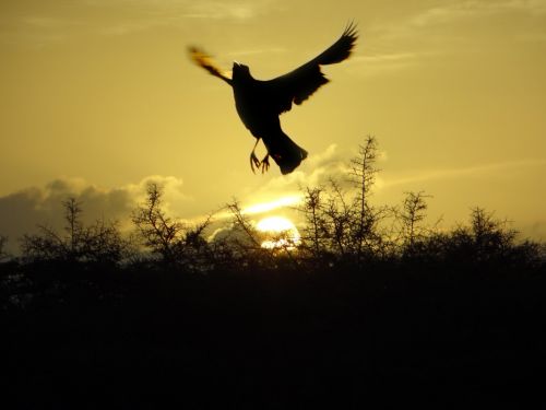 Fotografia de GOVANPRO - Galeria Fotografica: AVENTURALEZA - Foto: Alas al sol