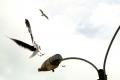 Fotos de Claudio Sepúlveda A. -  Foto: Pequeña coleccion de aves - En maniobra de a terrizaje