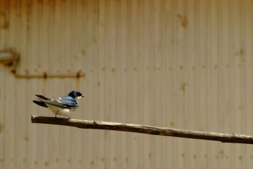 Fotografia de Claudio Sep�lveda A. - Galeria Fotografica: Peque�a coleccion de aves - Foto: golondrina \