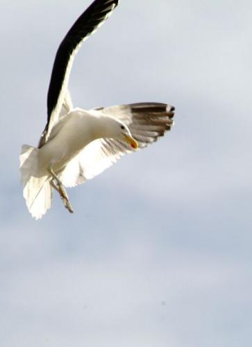 Fotografia de Claudio Sep�lveda A. - Galeria Fotografica: Peque�a coleccion de aves - Foto: frenado