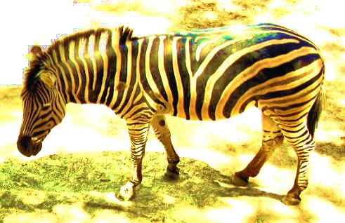 Fotografia de tom - Galeria Fotografica: animales - Foto: cebrona