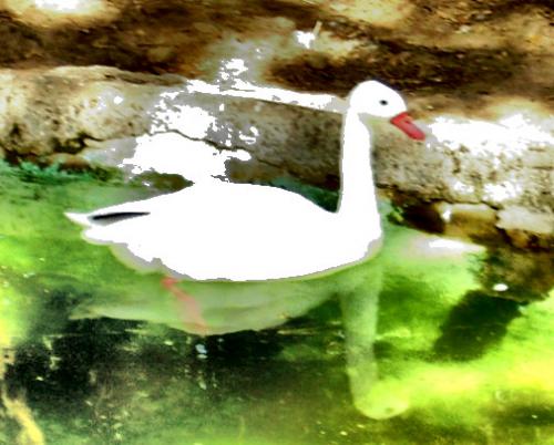 Fotografia de tom - Galeria Fotografica: animales - Foto: pajaros