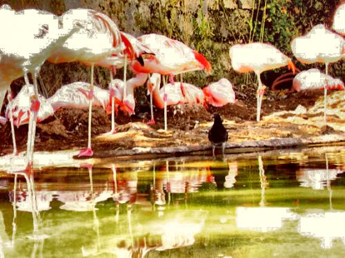Fotografia de tom - Galeria Fotografica: animales - Foto: flamencos
