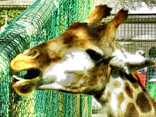 Fotografia de tom - Galeria Fotografica: animales - Foto: jirafina