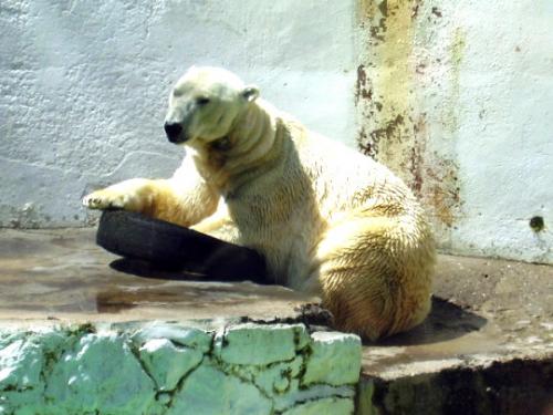 Fotografia de tom - Galeria Fotografica: animales - Foto: oso