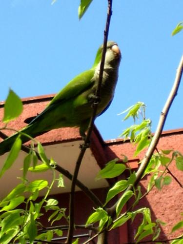 Fotografia de tom - Galeria Fotografica: animales - Foto: che-lorito