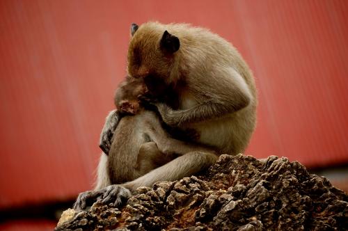 Fotografia de tonisalado - Galeria Fotografica: TAILANDIA - Foto: AMOR DE MADRE