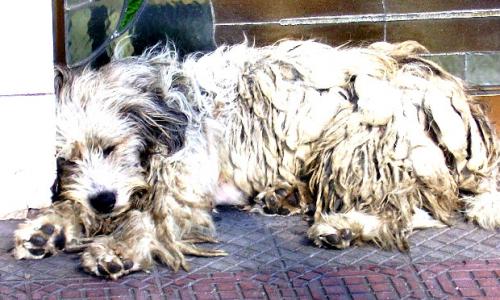 Fotografia de tom - Galeria Fotografica: animales - Foto: perrito pobre