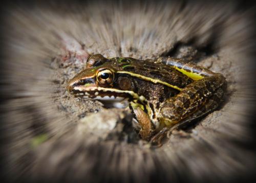 Fotografia de alex franco - Galeria Fotografica: cronicas de mis viajes - Foto: principe rana