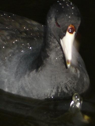 Fotografia de bazook - Galeria Fotografica: BENDITO OCIO - Foto: NO DON'T CRY