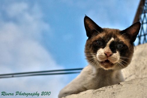 Fotografia de Fotgrafo de Guayaquil Carlos Rivera - Galeria Fotografica: Fotos de Guayaquil Ecuador, retratos y mas - Foto: Retrato felino