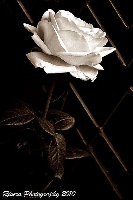 Fotografia de Fotgrafo de Guayaquil Carlos Rivera - Galeria Fotografica: Fotos de Guayaquil Ecuador, retratos y mas - Foto: Rosa amarilla en sepia