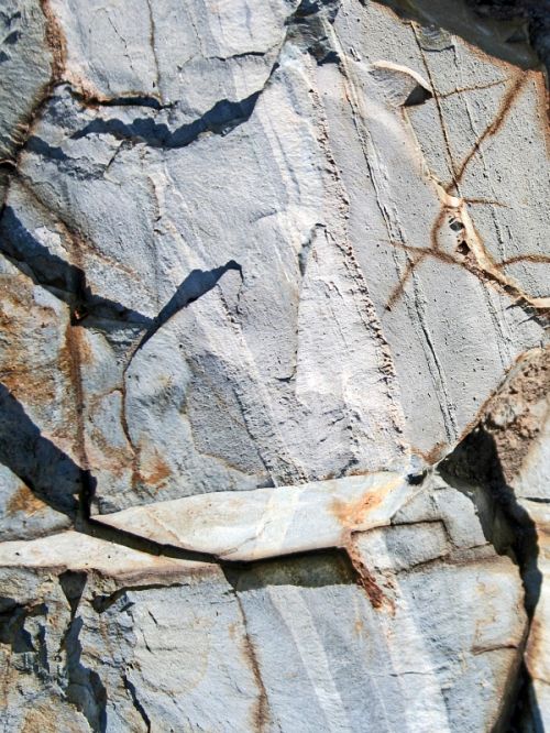 Fotografia de nmf_im_ag_n - Galeria Fotografica: Macro/Flora - Foto: Roca 00