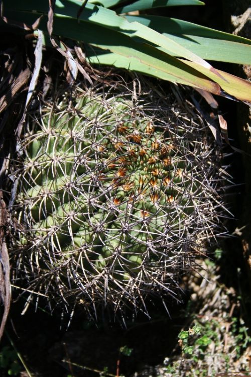 Fotografia de nmf_im_ag_n - Galeria Fotografica: Macro/Flora - Foto: Cactus 00