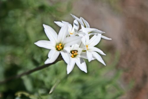 Fotografia de nmf_im_ag_n - Galeria Fotografica: Macro/Flora - Foto: Flor 07