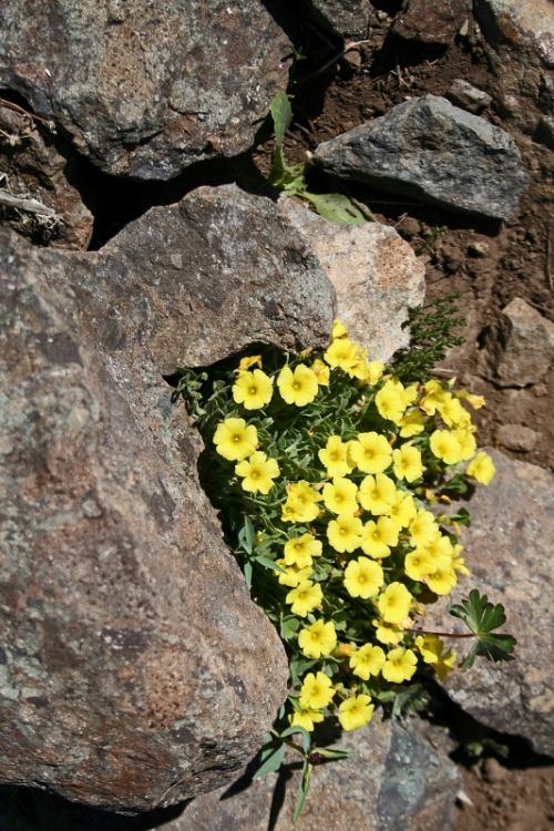 Fotografia de nmf_im_ag_n - Galeria Fotografica: Macro/Flora - Foto: Flor 06