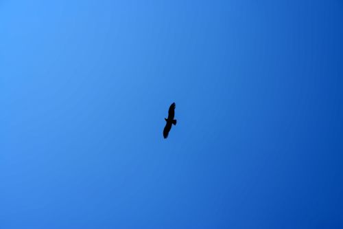 Fotografia de nmf_im_ag_n - Galeria Fotografica: Macro/Flora - Foto: Vuelo de Condor 01