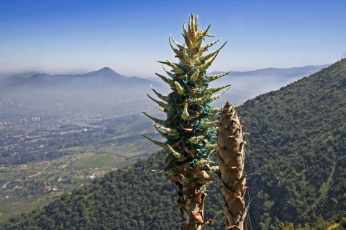 Fotografia de nmf_im_ag_n - Galeria Fotografica: Macro/Flora - Foto: Flor 03