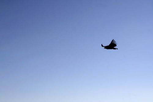 Fotografia de nmf_im_ag_n - Galeria Fotografica: Macro/Flora - Foto: Vuelo de Condor 03