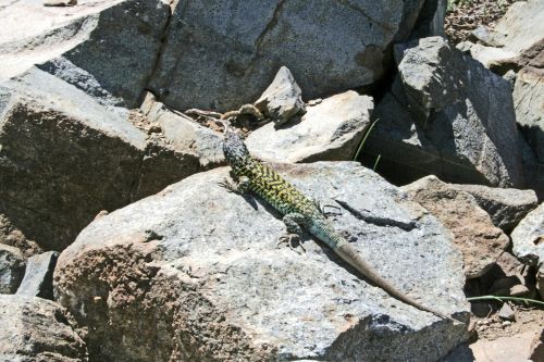 Fotografia de nmf_im_ag_n - Galeria Fotografica: Macro/Flora - Foto: Lagartija 02