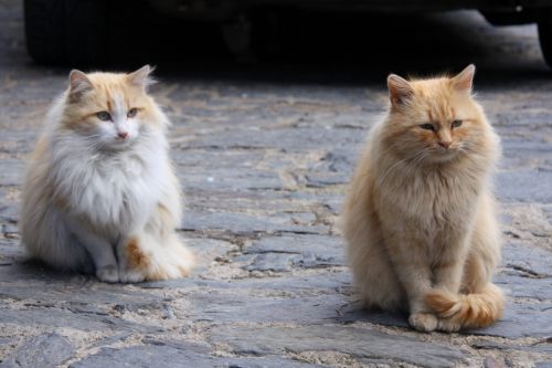 Fotografia de Victor R. Hervias - Galeria Fotografica: Viajando - Foto: 