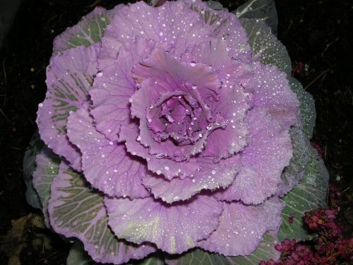 Fotografia de DCDaniel - Galeria Fotografica: Flores - Foto: Alpes 2004