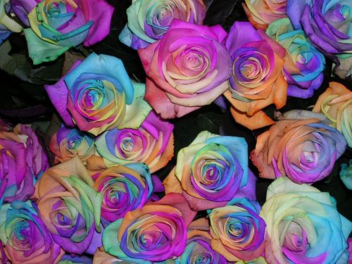 Fotografia de DCDaniel - Galeria Fotografica: Flores - Foto: Girona 2006