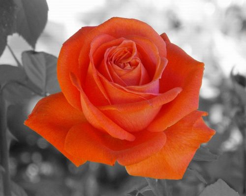 Fotografia de DCDaniel - Galeria Fotografica: Flores - Foto: Decolorado