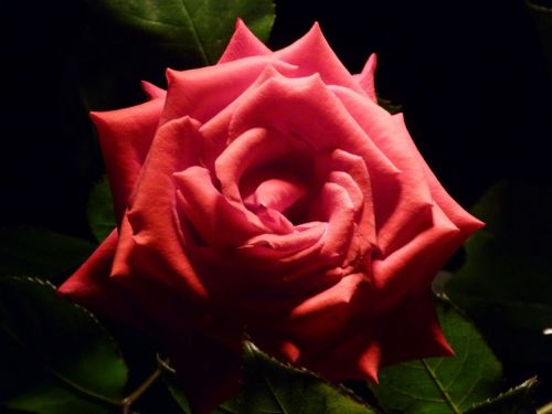 Fotografia de DCDaniel - Galeria Fotografica: Flores - Foto: 2012 Rosa