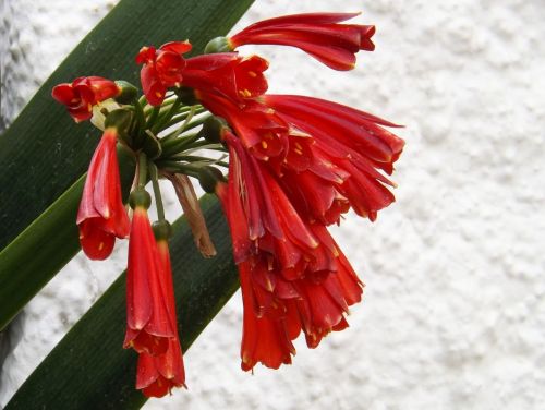 Fotografia de DCDaniel - Galeria Fotografica: Flores - Foto: Roc 2013