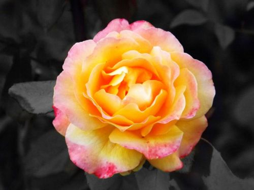 Fotografia de DCDaniel - Galeria Fotografica: Flores - Foto: Roc 2013-2