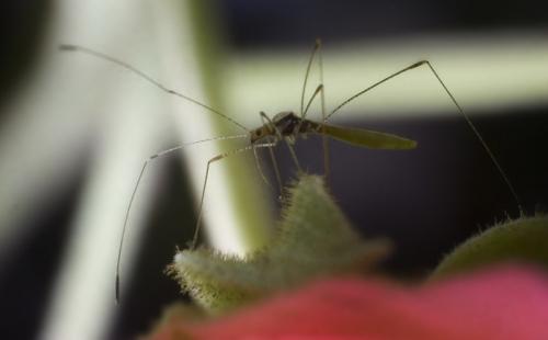 Fotografia de nitsugaphotography.com - Galeria Fotografica: desde cerca - Foto: no es un mosquito