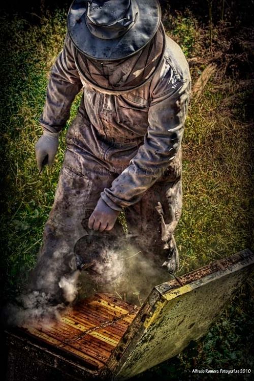 Fotografia de Alfredo Romero Fotografias - Galeria Fotografica: Oficios - Foto: Apicultor