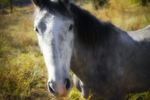 Fotografia de Enrique Micaelo - Galeria Fotografica: Lo que ven mis ojos - Foto: 