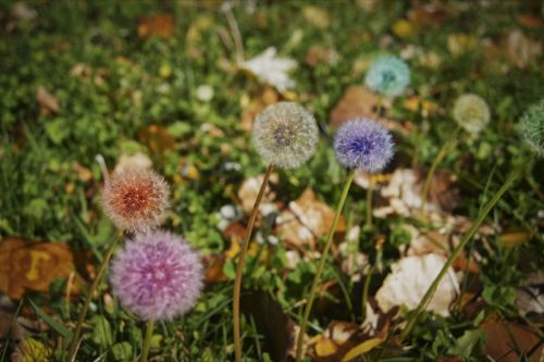 Fotografia de Enrique Micaelo - Galeria Fotografica: Lo que ven mis ojos - Foto: 