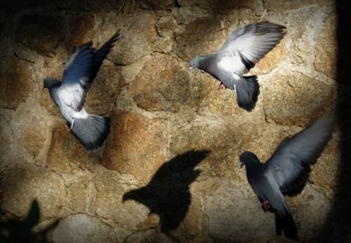 Fotografia de Enrique Micaelo - Galeria Fotografica: Lo que ven mis ojos - Foto: 