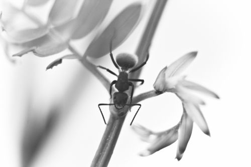 Fotografia de Futil Toon - Galeria Fotografica: Fantasa Dimensional - Foto: Whisky!