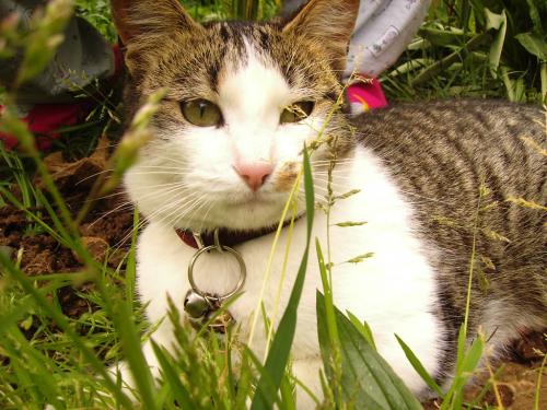 Fotografia de othergirl - Galeria Fotografica: ShiShi - Foto: SHISHI