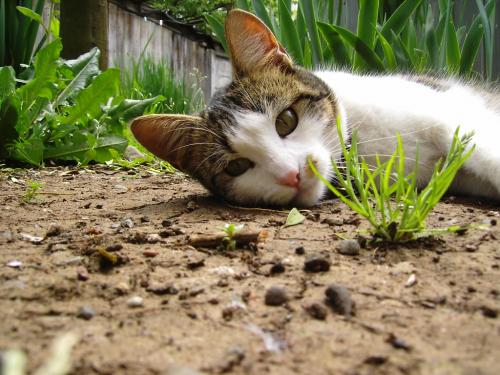 Fotografia de othergirl - Galeria Fotografica: ShiShi - Foto: SHISHI