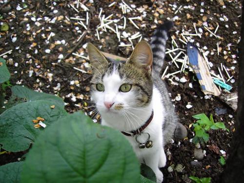 Fotografia de othergirl - Galeria Fotografica: ShiShi - Foto: SHISHI