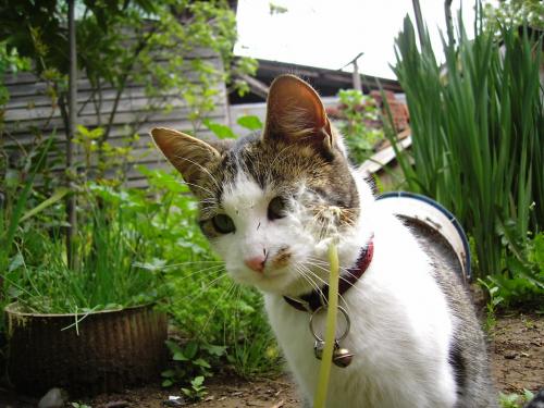 Fotografia de othergirl - Galeria Fotografica: ShiShi - Foto: SHISHI