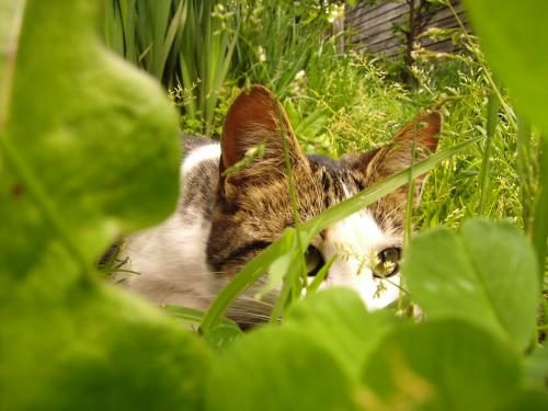 Fotografia de othergirl - Galeria Fotografica: ShiShi - Foto: SHISHI