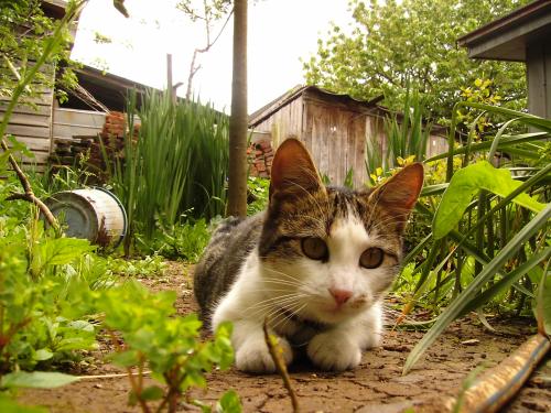 Fotografia de othergirl - Galeria Fotografica: ShiShi - Foto: SHISHI