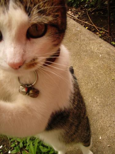 Fotografia de othergirl - Galeria Fotografica: ShiShi - Foto: SHISHI