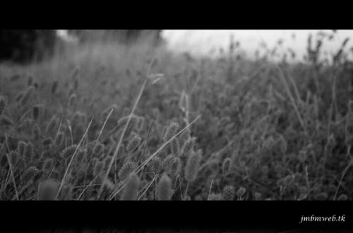 Fotografia de jmbmweb - Galeria Fotografica: jmbmweb.tk - Foto: ratoncitos