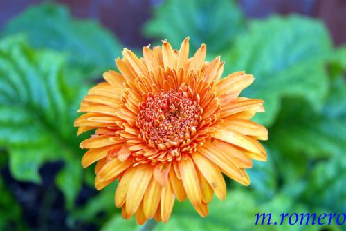 Fotografia de solofotografiados - Galeria Fotografica: varios - Foto: 