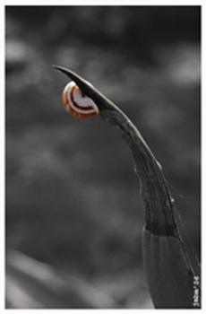 Fotografia de jmbmweb - Galeria Fotografica: jmbmweb.tk - Foto: donde hay vida?